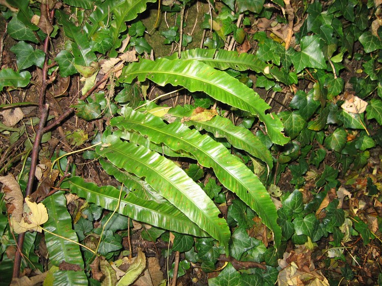 Phyllitis scolopendrium